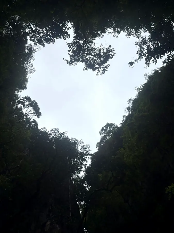 A patch of white sky framed by dark jungle canopy, shaped like a heart