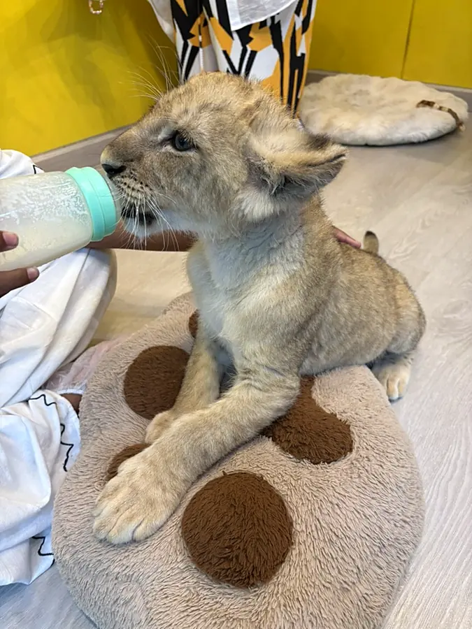 Close-up of a lion cub on a cushion taking milk from a bottle